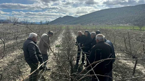 Korkuteli'nde Çiftçilere Budama Eğitimi Verildi