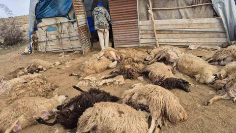 Tunceli'de Koyun Sürüsünde Kurt Paniği