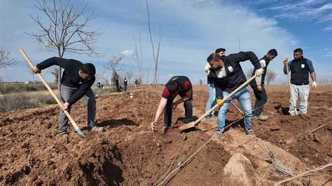 Şanlıurfa'da 20 Bin Çınar Fidanı Üretimi