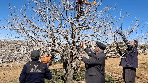 Antep fıstığında bakım ve budama zamanı