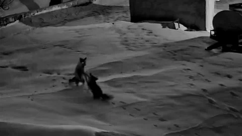 Sivas'ta Tilki Kavgası Görüntülendi