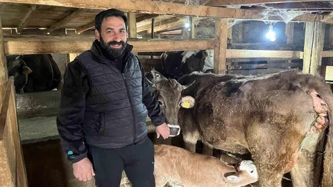 Artvin'de Hasta Doğan Buzağılar İçin Özel Tedavi Yöntemi