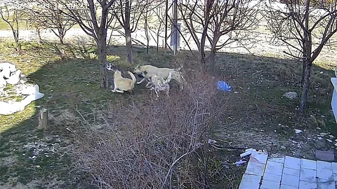 Karaman'da Köpeklerin Kediyi Öldürmesi