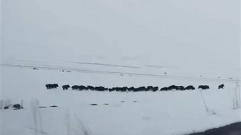 Karla Kaplı Arazide Domuz Sürüsü Görüntülendi