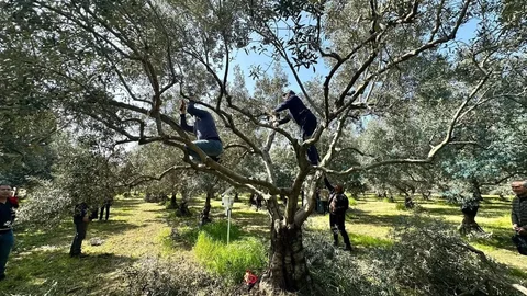 Koçarlı'da Üreticilere Budama Eğitimi Verildi
