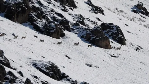 Yaban Keçileri Munzur Dağları'nda Görüntülendi