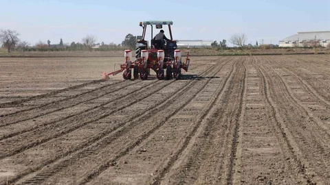Çukurova’nın bereketli toprakları mısır ve ayçiçeği tohumları ile buluştu