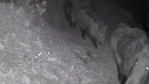 Diyarbakır’da yaban hayvanları foto kapana yakalandı