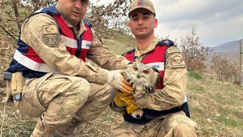 Siirt'te Kulaklı Baykuş Koruma Altına Alındı