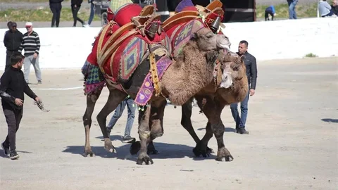 Aydın'da Deve Güreşi Festivali Coşkusu