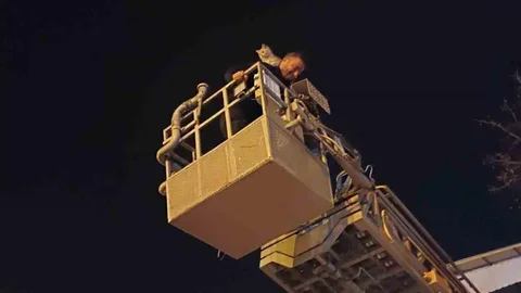 Siirt’te ağaçta mahsur kalan kedi itfaiye ekiplerince kurtarıldı