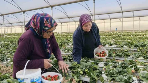 Kadınlar Günü’nü tarlada çalışarak kutladılar