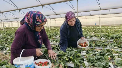 Mersin'de Kadınlar Günü Kutlaması