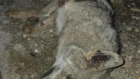 Elazığ'da Kurt Telef Oldu