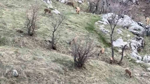 Diyarbakır'da Dağ Keçileri Görüntülendi