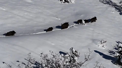 Erzincan'da Domuz Sürüsü Havadan Görüntülendi