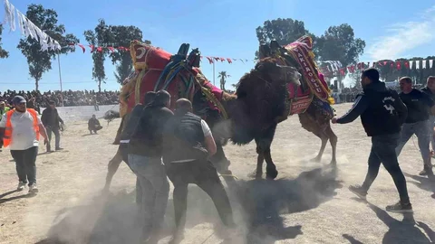 İncirliova'da Deve Güreşleri Festivali Başladı