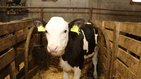 Samsun'da Ari İşletme Sayısı Artıyor