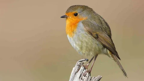 Göçmen Kuşlar Türkiye'de Halkalanıyor