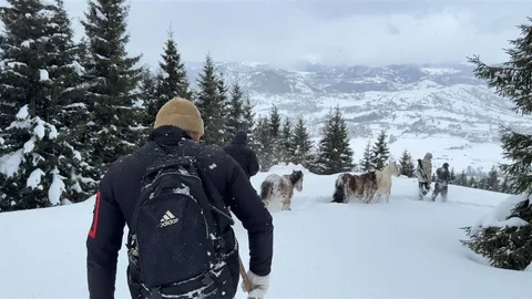 Artvin'de Kayıp Atların Kurtarılması