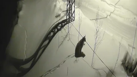 Bayburt'ta Vaşak Görüntülendi