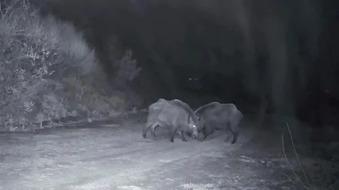 Ganos Dağları'nda Domuz Kavgası Görüntülendi