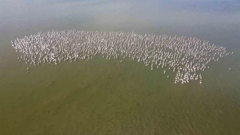 Baharın Habercisi Allı Turnalar Yozgat'ta Görüntülendi