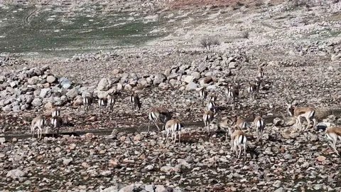 Cudi Dağı'nda Ceylan Popülasyonu Artıyor