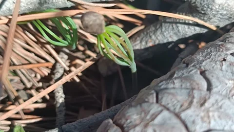 Mersin'de Yangın Sonrası Yenilenme Süreci