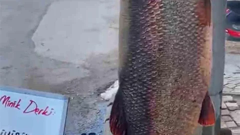 Elazığ'da 97 Kilogram Turna Balığı Yakalandı