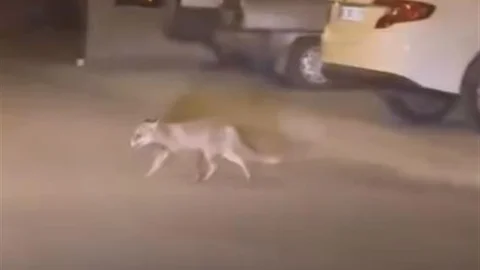 Ankara'da Aç Kalan Tilki Görüntülendi