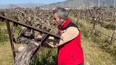 Manisa'da Üzüm Bağları Kontrol Ediliyor