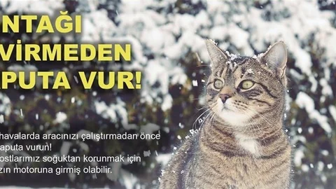 Erzincan'da Sıkışan Kedi Kurtarıldı