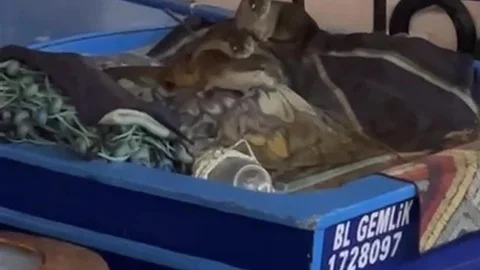 Anne Su Samuru ve Yavruları Tekneye Sığındı
