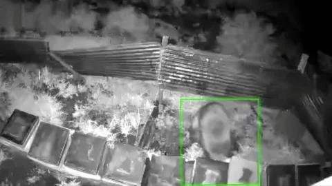 Bingöl'de Ayı Arı Kovanlarına Saldırdı