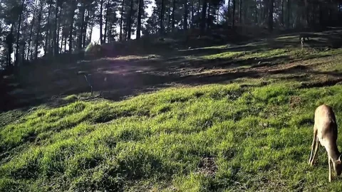 Ganos Dağları'nda Karaca Sürüsü Görüntülendi