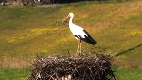 Muğla'da Leyleklerin Yuvaları Dolduruluyor