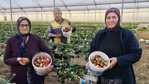 Silifke'de Çilek Hasadı Başladı