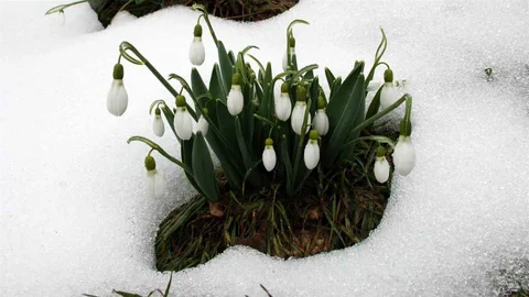 Toros Kardeleni İçin Kontrollü Üretim Modeli Devam Ediyor
