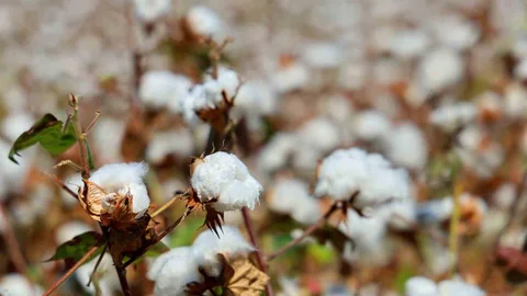 Adana'da Pamukta Pembekurt Uyarısı