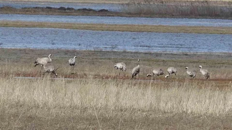 Sivas'ta Turna Göçü Başladı