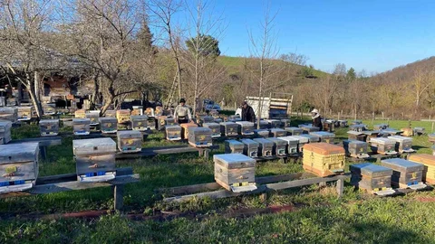 Sinop'ta Arıcılık Soğuktan Etkileniyor