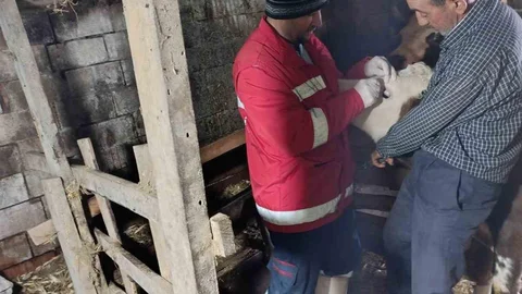 Çarşamba'da Şap Aşılamaları Devam Ediyor