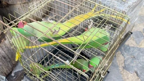 Petshop Denetiminde 39 Papağan Koruma Altına Alındı