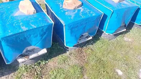 Mersin'de Arıların Ölümü Üzerine Tepkiler Var