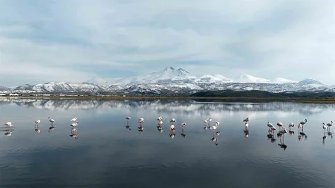 Kayseri'ye Flamingo Kafilesi Geldi