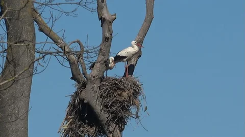 Leylekler Samsun'a Döndü