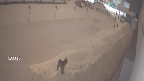 Yüksekova'da Vaşak Görüntülendi