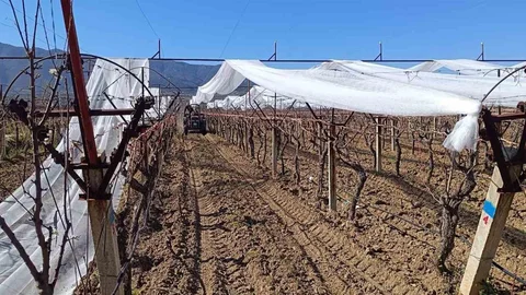 Sarıgöl'de Dolu Tehdidine Karşı Önlemler Alınıyor