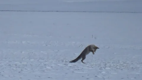 Kars’ta Kızıl Tilkinin Av Anı Kamerada